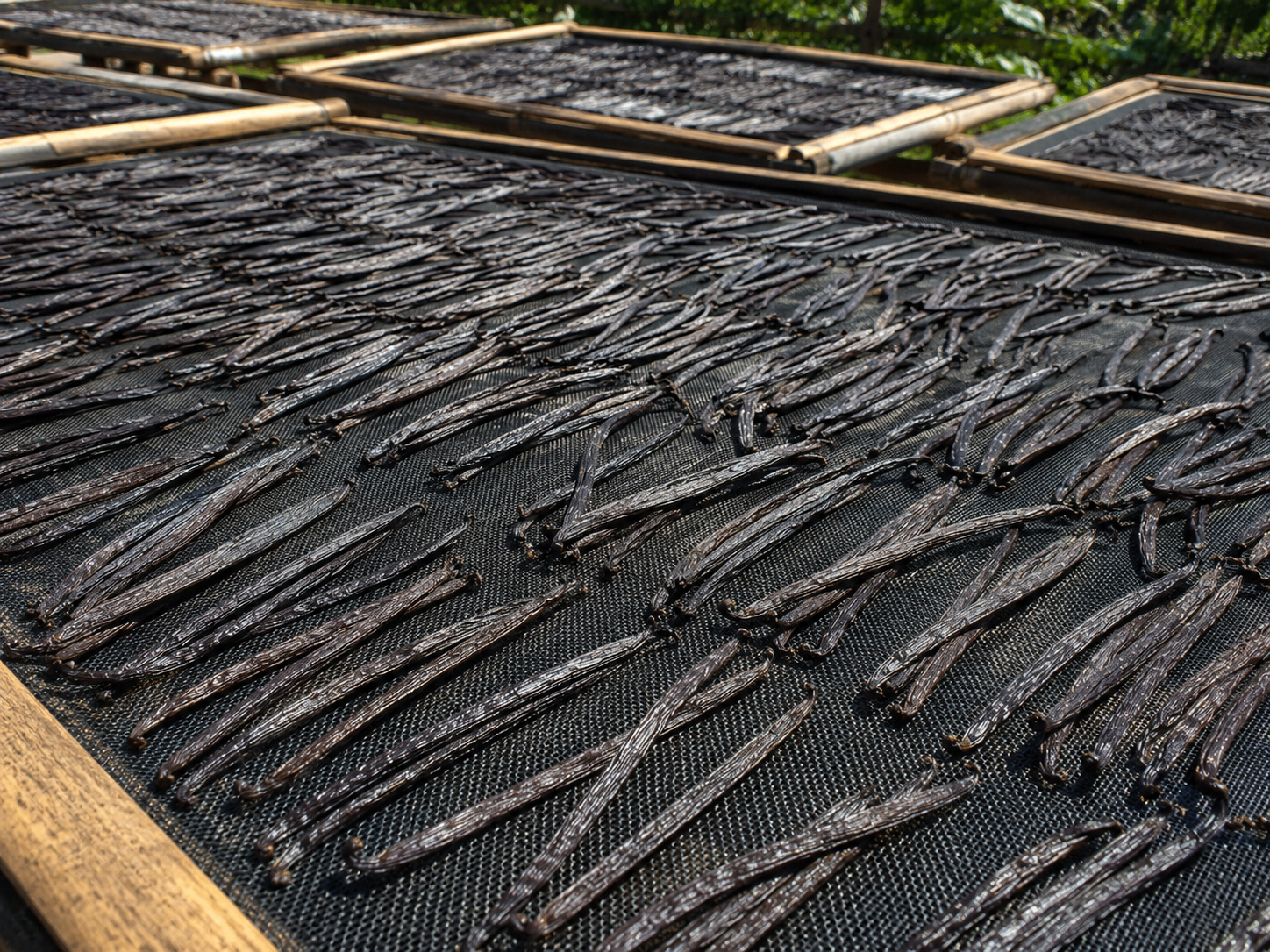 Sorted premium vanilla beans